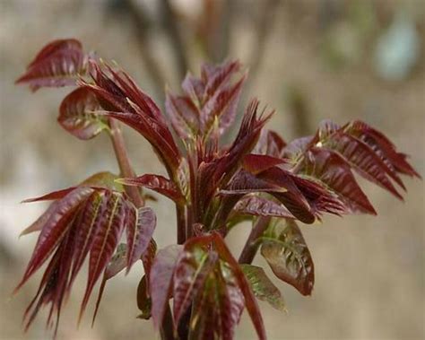 香椿树的种植|香椿树种植应该注意什么？